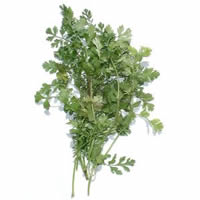 cilantro